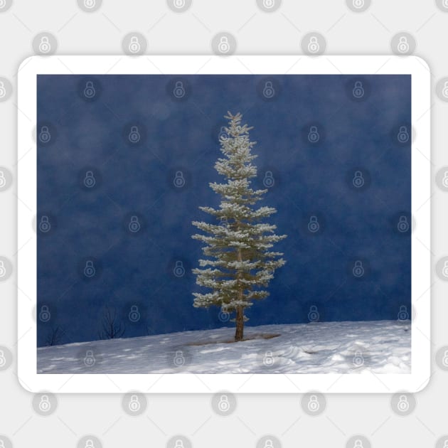 The Lone Pine on a fog filled winter day. Sticker by CanadianWild418